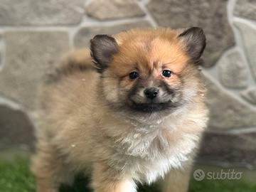 Spitz di Pomerania