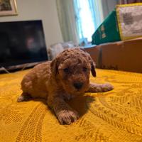 Piccola cucciola barboncino toy Albicocca