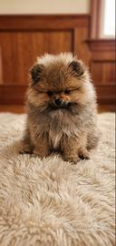 Spitz pomerania