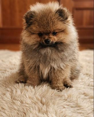 Spitz pomerania