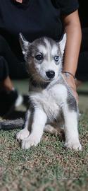 Vendita cuccioli