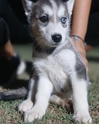 Vendita cuccioli
