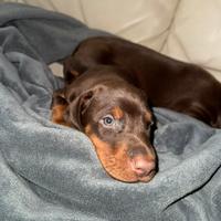 ZEUS cucciolo di Dobermann marrone