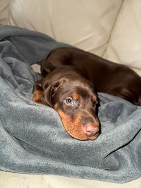 ZEUS cucciolo di Dobermann marrone