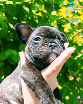 Cuccioli bulldog francese