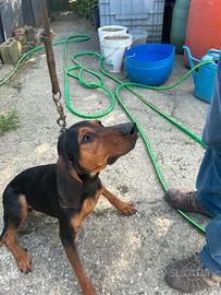 Segugio italiano 4 anni