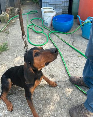 Segugio italiano 4 anni