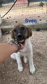 Cuccioli in canile