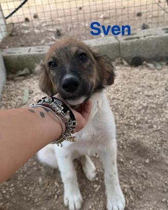 Cuccioli in canile