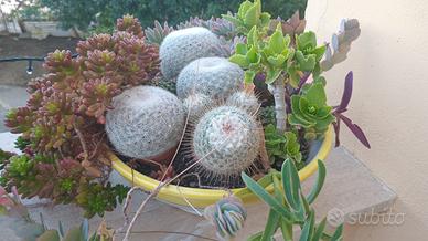 composizione piantine grasse