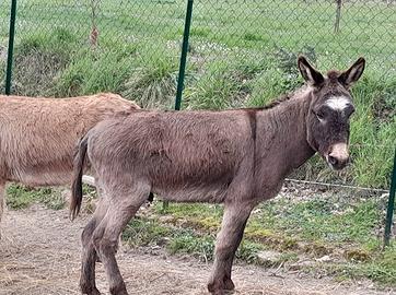 Asinello Sardo di piccola taglia 2 Anni