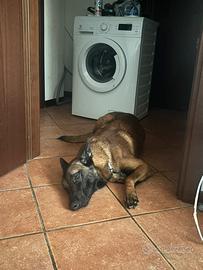 Pastore belga malinois