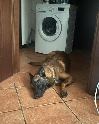 Pastore belga malinois
