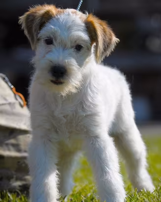 Femmina di jack russell terrier pelo ruvido