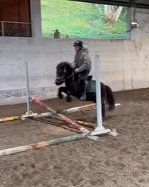 Mini pony morella per scuola