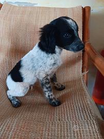 Cucciolo maschietto di breton