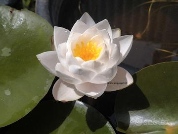 ninfea siam jasmine