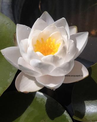 ninfea siam jasmine