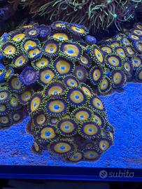 Corallo Acquario Marino
