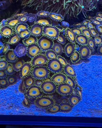 Corallo Acquario Marino