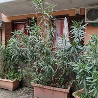 pianta oleandro grande con vaso 