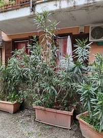 pianta oleandro grande con vaso 