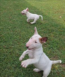 Cuccioli di Bull terrier standard