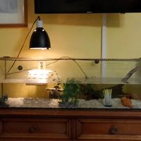 Acquaterrario con tartarughe completo 