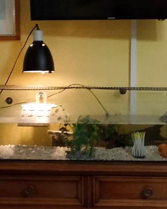 Acquaterrario con tartarughe completo 