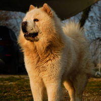 Chow Chow per accoppiamento
