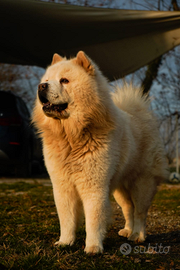 Chow Chow per accoppiamento