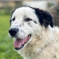 Snoopy tanta dolcezza sprecata in canile