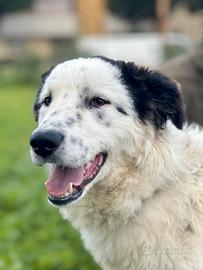 Snoopy tanta dolcezza sprecata in canile