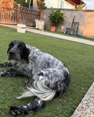 Setter inglese