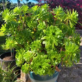 Aeonium arboreum talee
