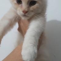 Maine coon cuccioli 5 mesi