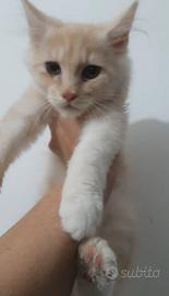 Maine coon cuccioli 5 mesi