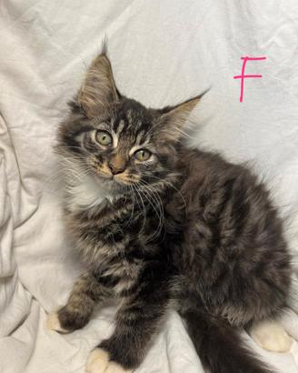 Cuccioli Maine Coon