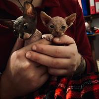 Cuccioli Sphynx