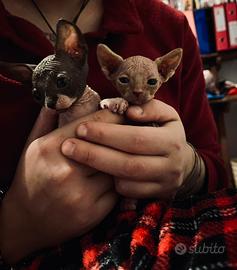 Cuccioli Sphynx