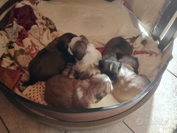 Cuccioli shih tzu