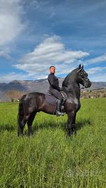 Cavallo frisone castrone