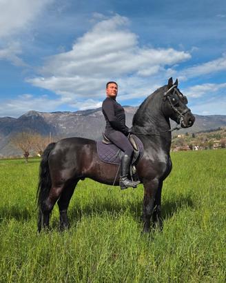 Cavallo frisone castrone