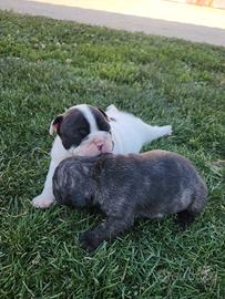 Cuccioli di bulldog francese