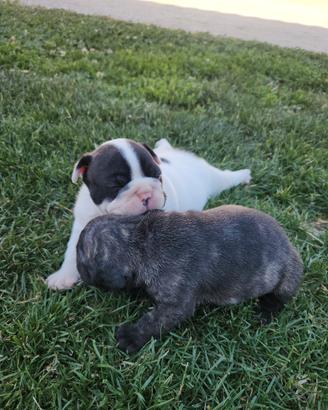 Cuccioli di bulldog francese
