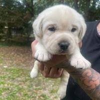 Cuccioli di labrador retriever