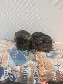 Cuccioli di cincillà beby