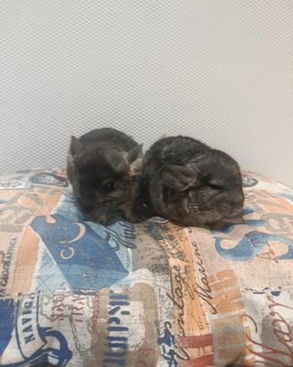 Cuccioli di cincillà beby