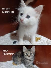 Gattini dolcissimi di 2 mesi in adozione