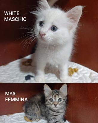 Gattini dolcissimi di 2 mesi in adozione